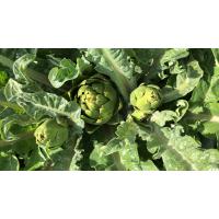 Taze Yeşil Enginar K...