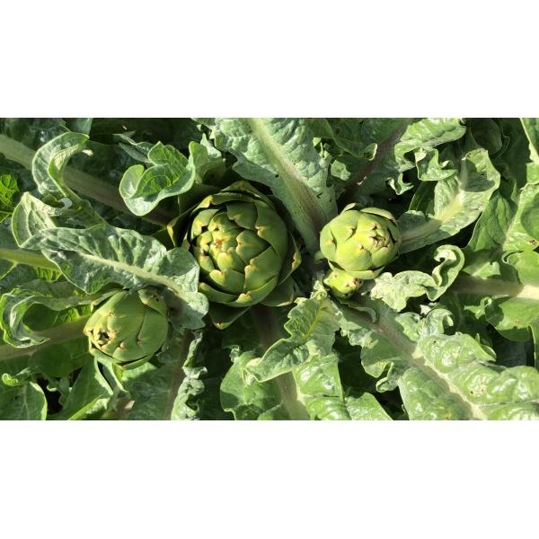 Taze Yeşil Enginar Kalbi (15 Adet)