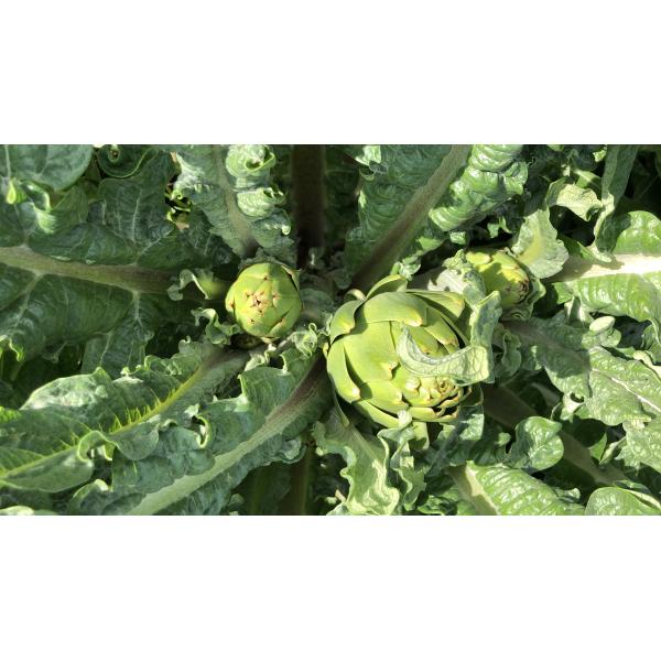 Taze Yeşil Enginar İzmir Boy(10 Adet)