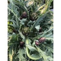 Taze Mor Enginar Kal...