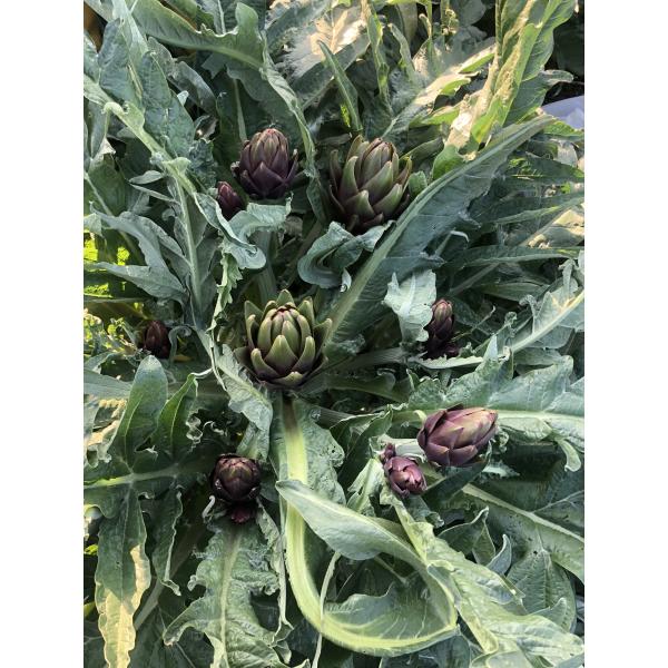 Taze Mor Enginar Kalbi (15 Adet)