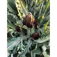 Taze Mor Enginar İzm...