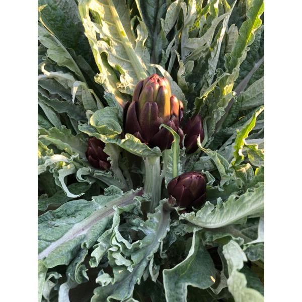 Taze Mor Enginar İzmir Boy (10 Adet)